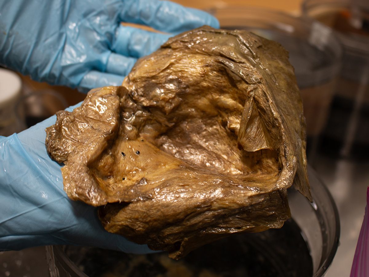 Scientists finally identified this weird golden globe found 3 km underwater