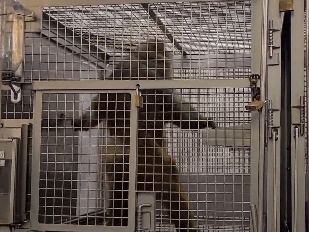  This macaque, filmed by a whistleblower, paced back and forth repeatedly in its cage.