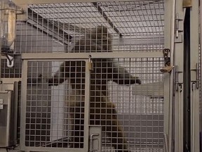 macaque in cage