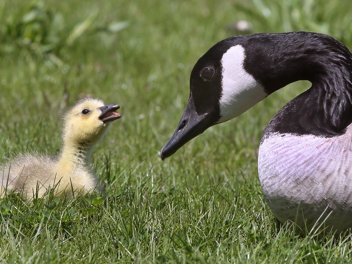 Ontario man fined $1,000 for ‘throwing large rocks and swatting’ at Canada geese