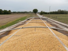soybeans on a truck