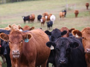 Cattle in a field.