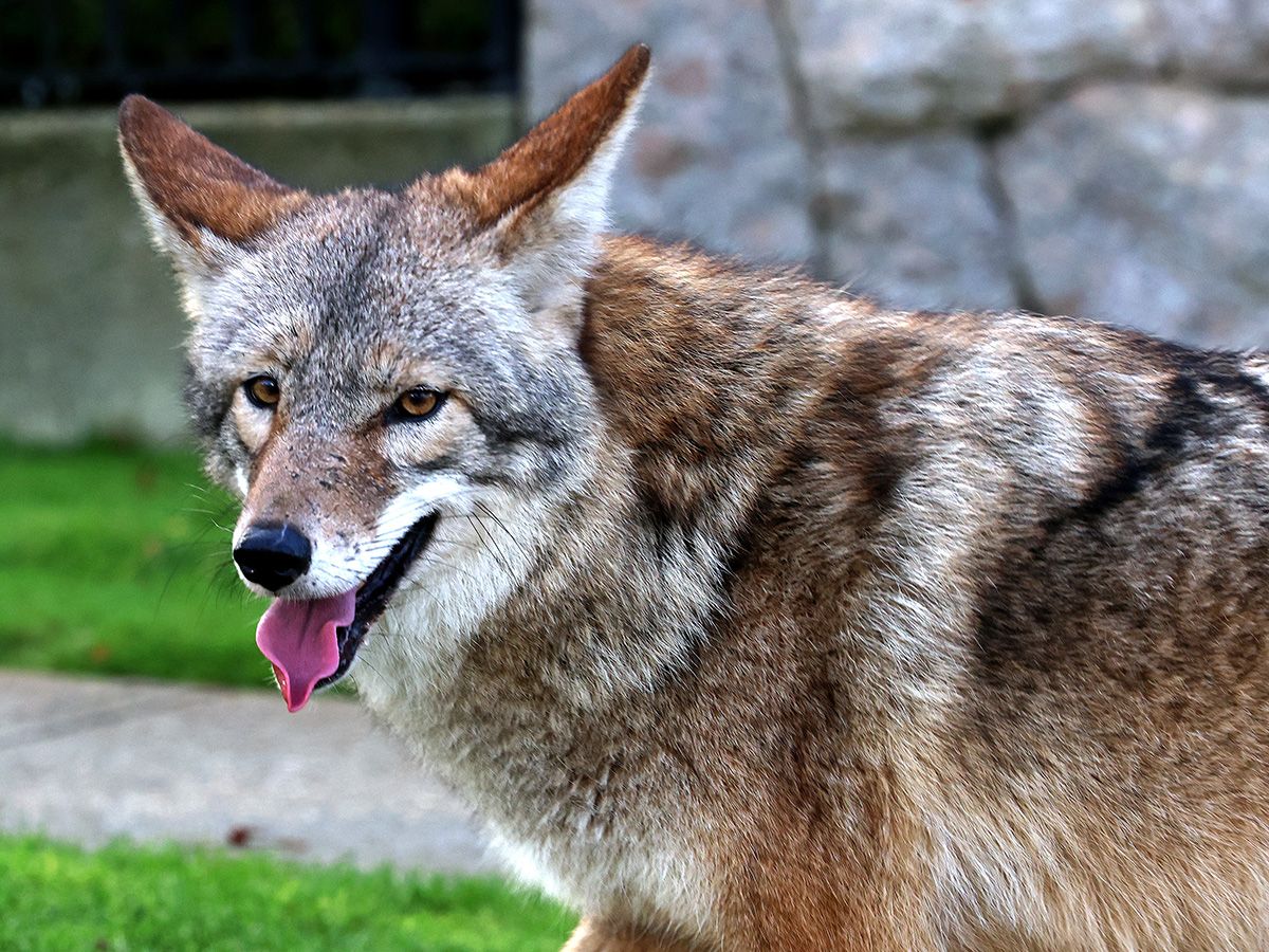 Scott Stinson: Despite attacks, this Ontario city expects its residents to coexist with coyotes