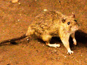 Hantavirus