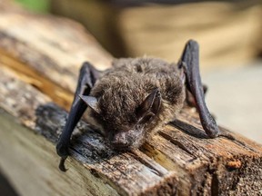 bat