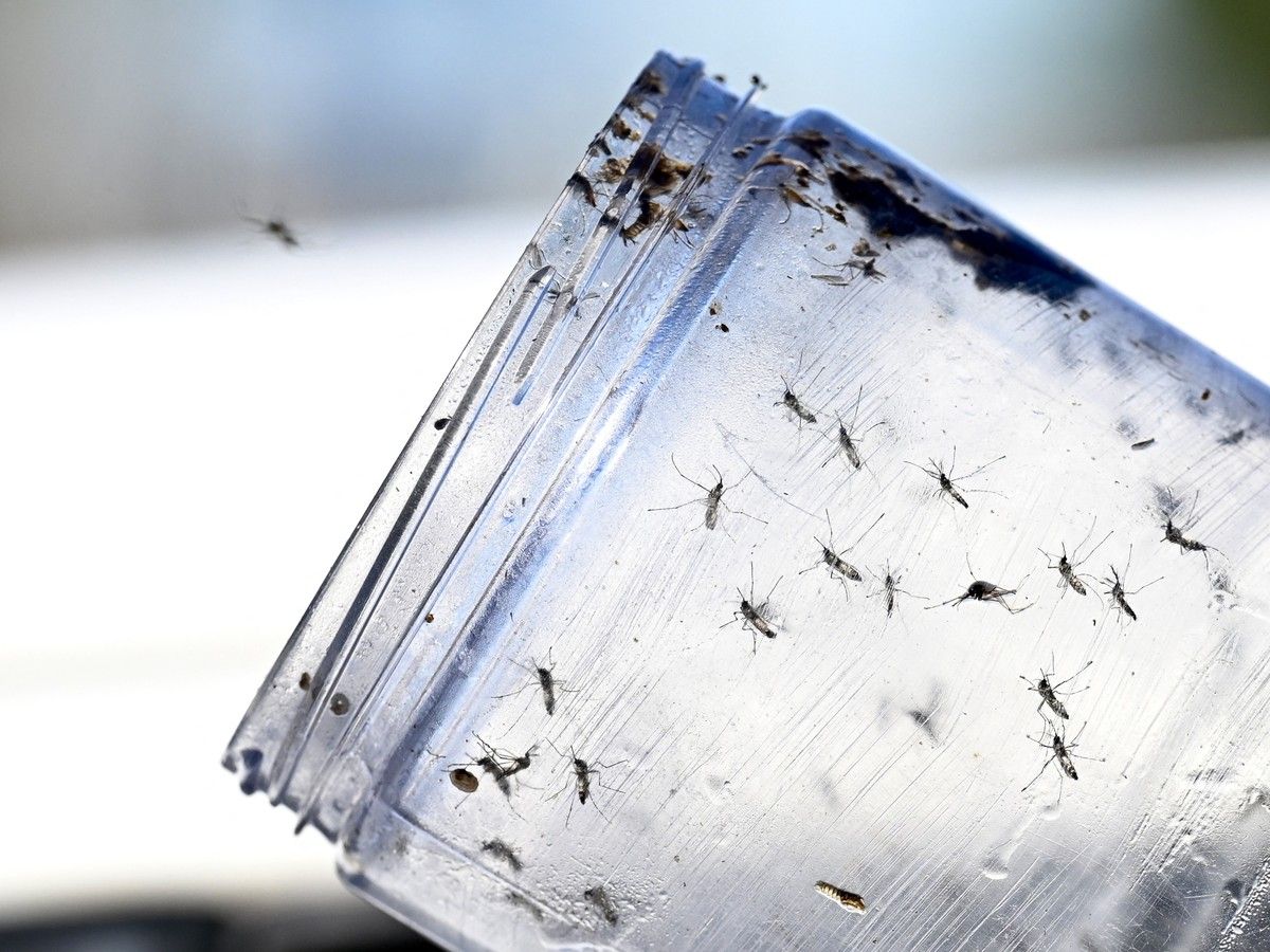 Why does Google want U.S. government approval to release 32 million ‘good’ mosquitoes? Here’s what we know