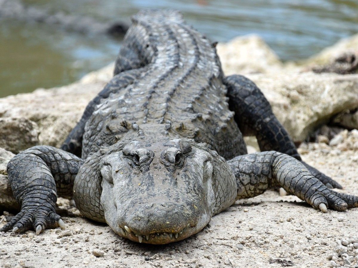 Alligator chews off woman’s arms in front of her boyfriend: ‘Both her arms are off, like, basically’