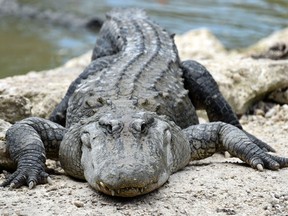 alligator