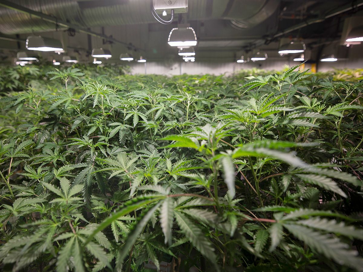 John Ivison: Cannabis producers give up trying to get Ottawa to stop smothering their business