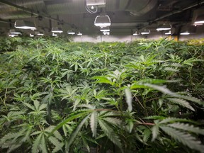 Cannabis plants.