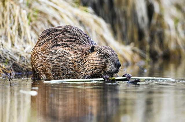 A beaver tale: An “interview” with one of Canada’s crime masterminds