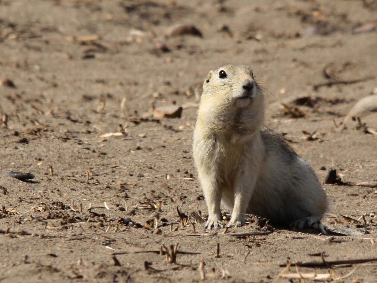 Small rodents may be to blame for the changes in Canada’s pesticide laws. Here's why
