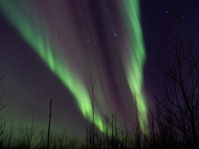 The Northern Lights above a forest against a night sky