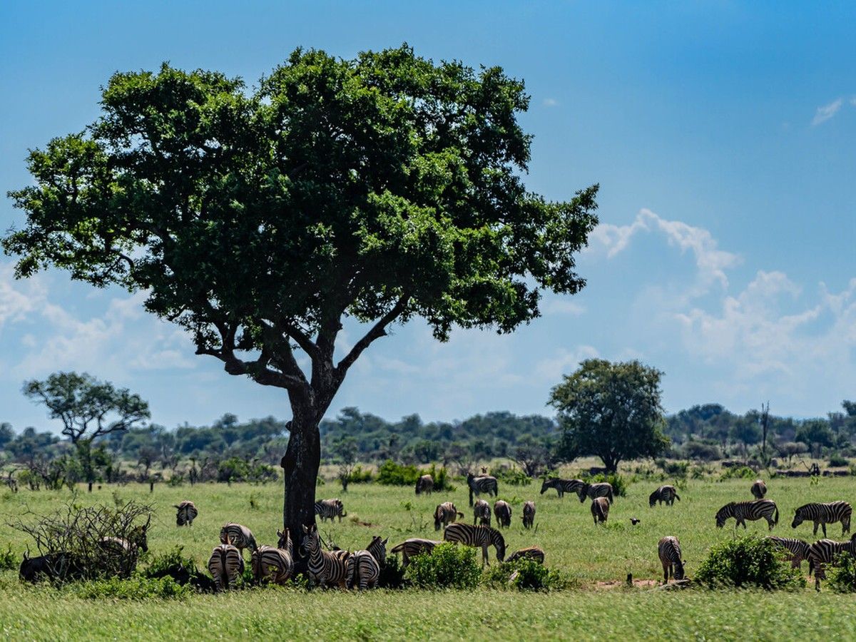 Canadian tourist reportedly victim of accidental shooting in South African national park
