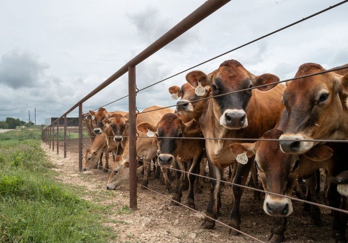 Two new cases of deadly screwworm parasite detecte