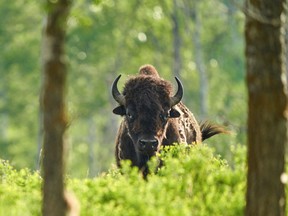 A bison in the grass between two trees.