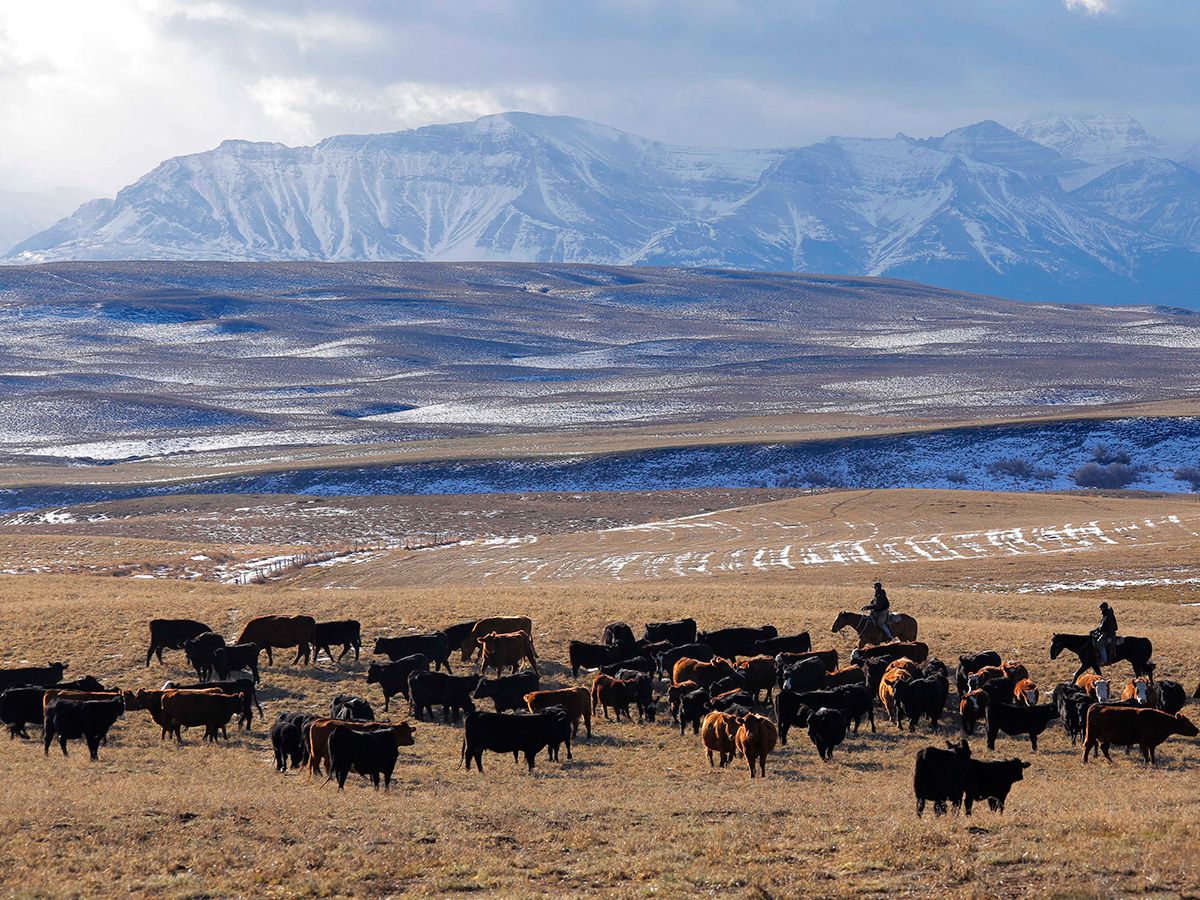 Alberta ranches may count for land-conservation targets, federal minister signals amid impasse with province