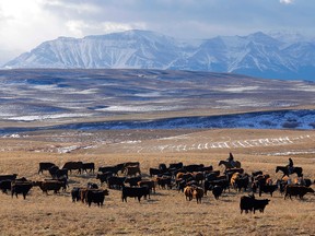 Ranchers and cattle with mountains.