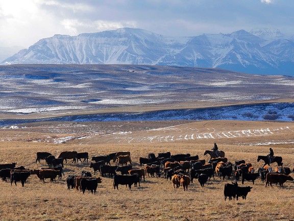 Ranchers and cattle with mountains.