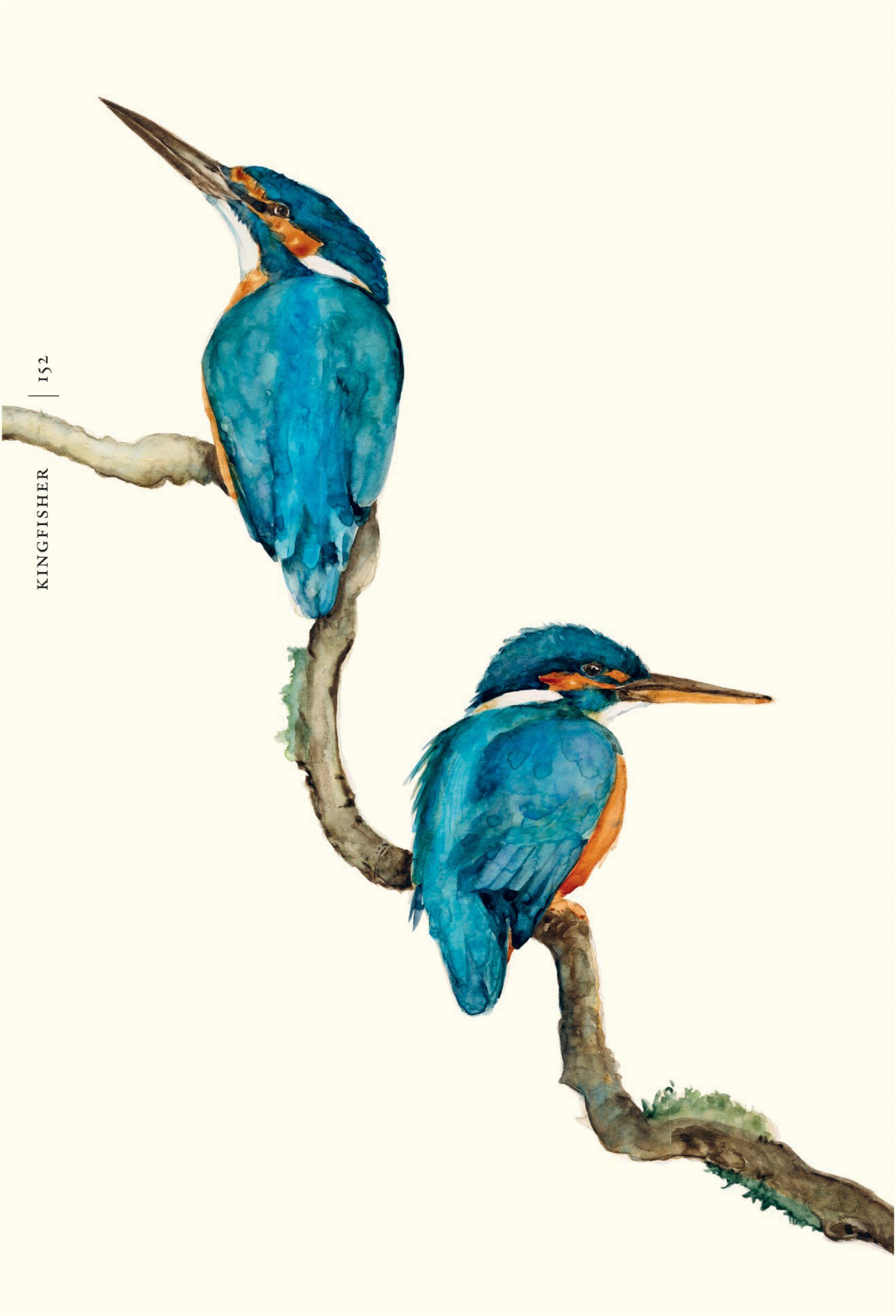 birds