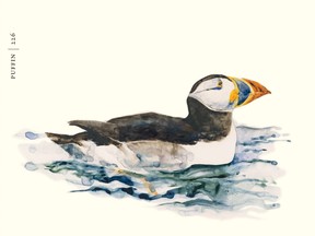 book of birds
