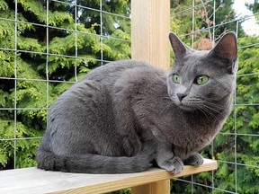 catio