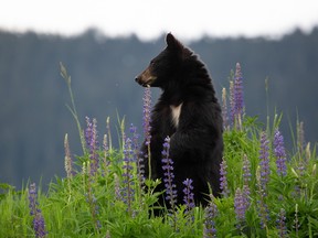 Black bear on a hill in BC, with tall grass and wild flowers around him.