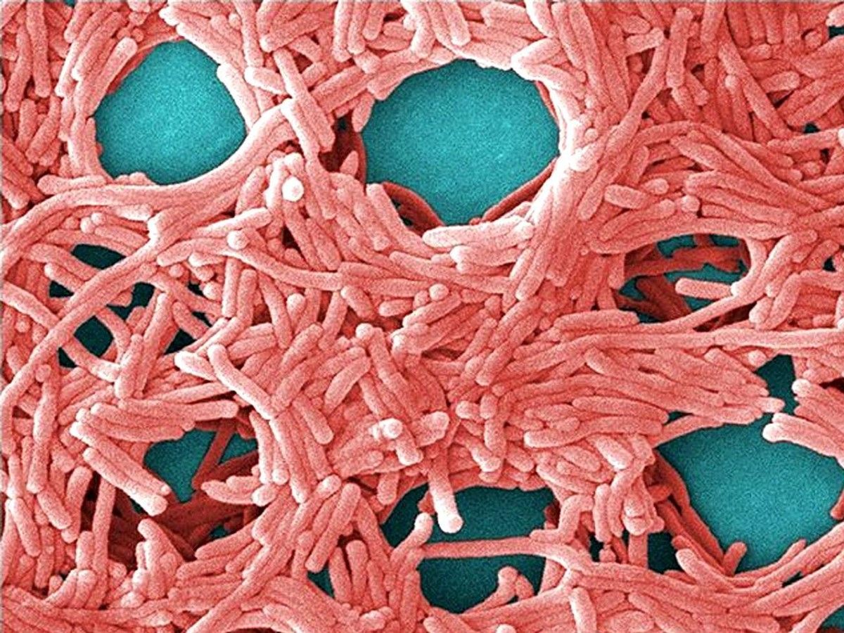 Legionnaires' disease is caused by Legionella bacteria, which is found in natural water sources like rivers and lakes, but can grow in man-made water systems. Legionnaires' disease is caused by Legionella bacteria, which is found in natural water sources like rivers and lakes, but can grow in man-made water systems.