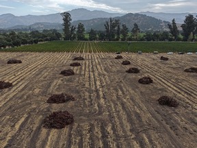 In an aerial view, piles of rotting grapevines sit in a fallow field that was once a vineyard on Sept. 24, 2025, in Yountville, Calif.