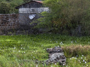 crocodile on property