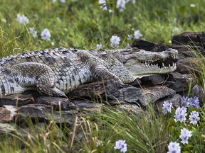 croc