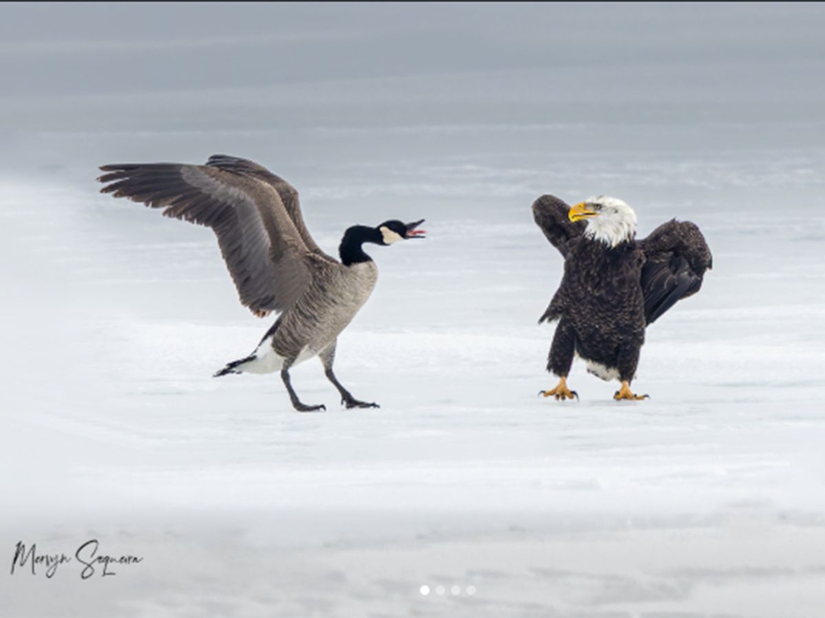 A Canada goose fights off a bald eagle in one of a series of images captured by Burlington, Ont. photographer Mervyn Sequeira. The Trump White House tweeted out a different photo from the series, in which the eagle had the goose pinned down, without saying the goose eventually prevailed.