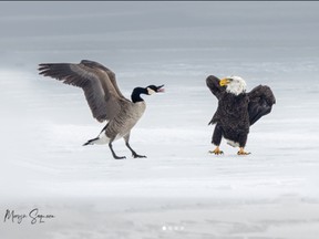 A Canada goose fights a bald eagle.