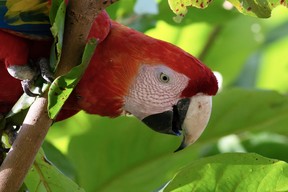 macaw