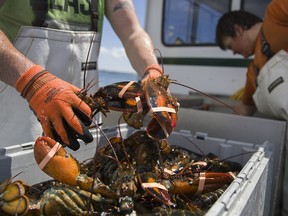 lobster being handled by fishermen on a boat