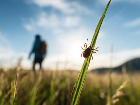 A tick on a blade of grass with the silhouette of a person walking through a field in the background.