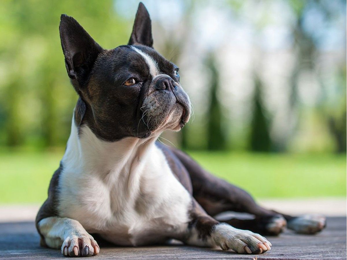 A Boston terrier