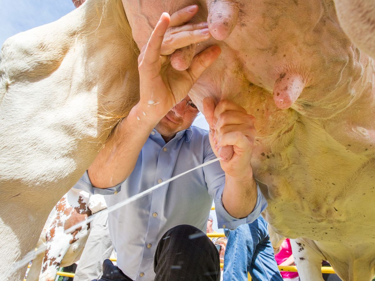 Pierre Poilievre milks a cow
