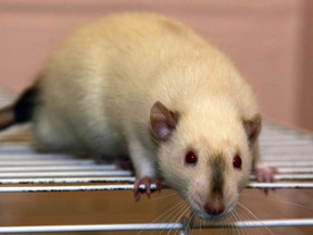 A rat on a cage