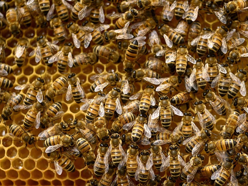 ‘You can’t lay bees off.’ Canadians will see cheap honey in trade war, but the sting will come