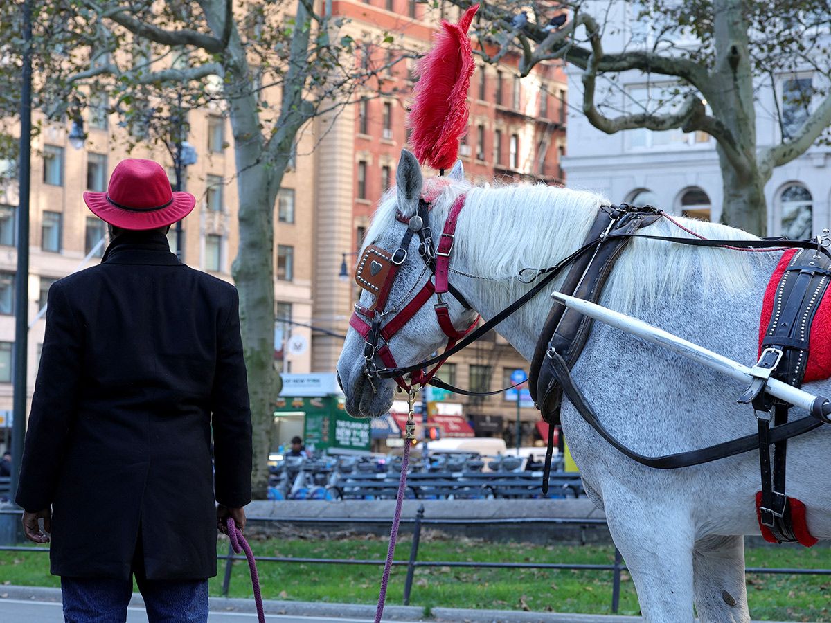 New York city council votes to ban iconic Central Park horse carriages after decades of debate