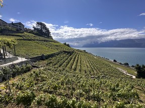 The terraced vineyards of Lavaux, a UNESCO World Heritage Site, overlook Lake Geneva (also known as Lac Léman) near Montreux.