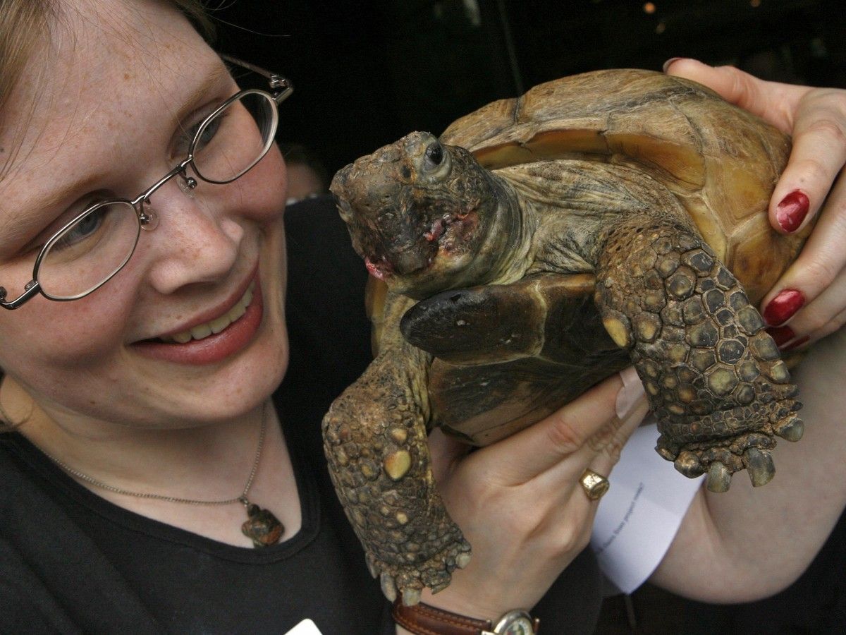 A woman holds a tortoise