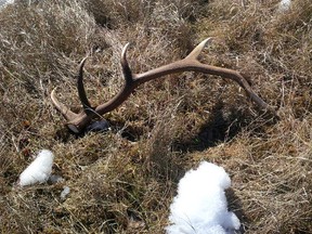 Fall is here and for members of the deer family it’s all about the antlers.  The rut is starting and large antlers mean success as males compete for potential mates.