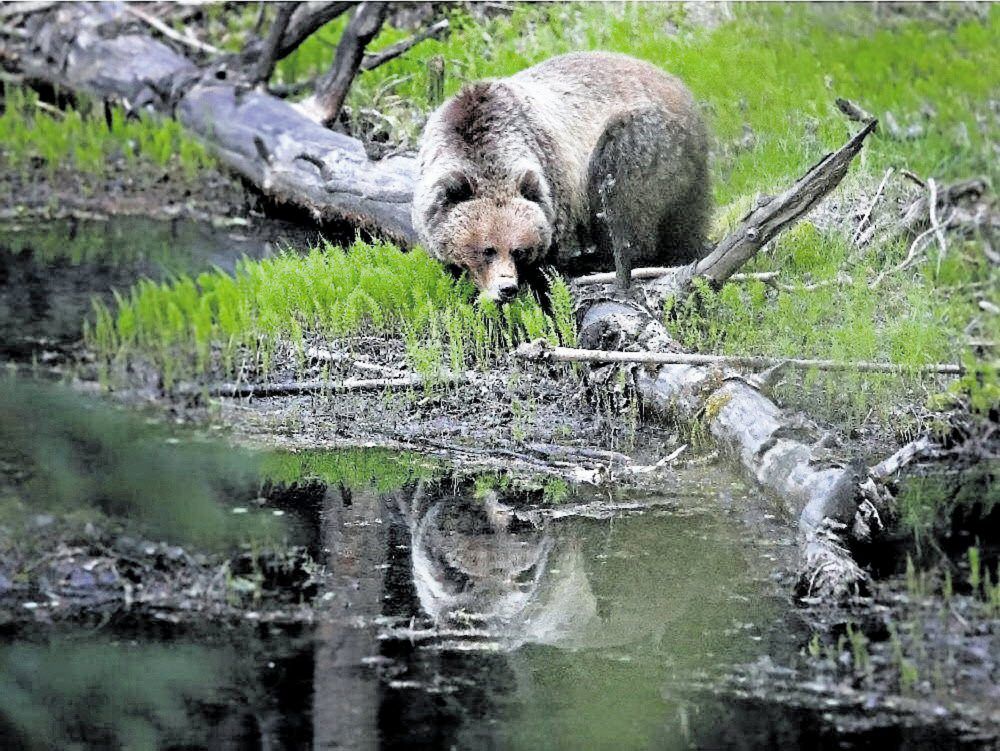 Parks Canada Hope Cubs Of Female Grizzly Bear Killed On TCH Survive ...