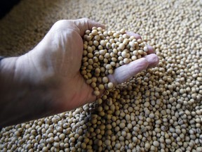 In this April 5, 2018, file photo sorted soybeans are ready for shipment and planting.