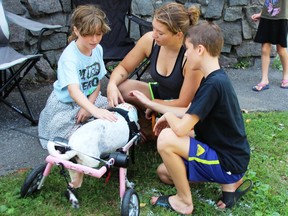 Kushi the cattle dog was one of the dogs up for adoption at the Thousand Islands Bark Bash held on July 24 at Town Hall Park in Gananoque. TIBB is an event that helps rescues throughout the region and hopes to be all things to all dogs.  Lorraine Payette/For Postmedia Network