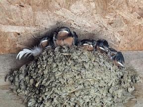 Barn swallows at Salthaven Wildlife Rehabilitation and Education Centre in Mt. Brydges. (Brian Salt/Special to Postmedia News)