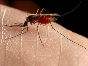 West Nile virus is spread by mosquitoes