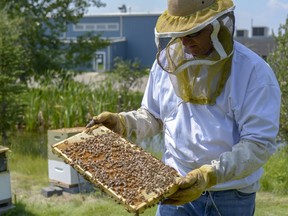Beekeeper Kim McLean gives a demonstration at the hives placed at 15 East Lake Hill on Sat., July 28.
